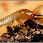 Midstate Termite and Pest Control