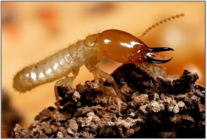 Midstate Termite and Pest Control