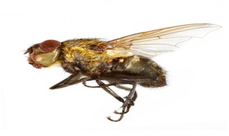 A common house fly